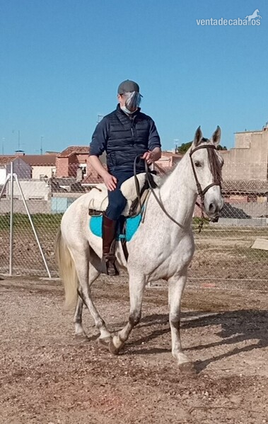 Cruce lusitano