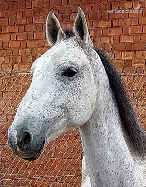 Cruce lusitano {TYPE}