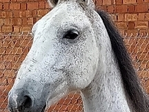 Venta caballo cruce lusitano