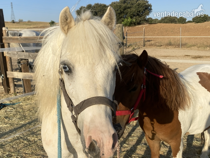 Venta de poni in 