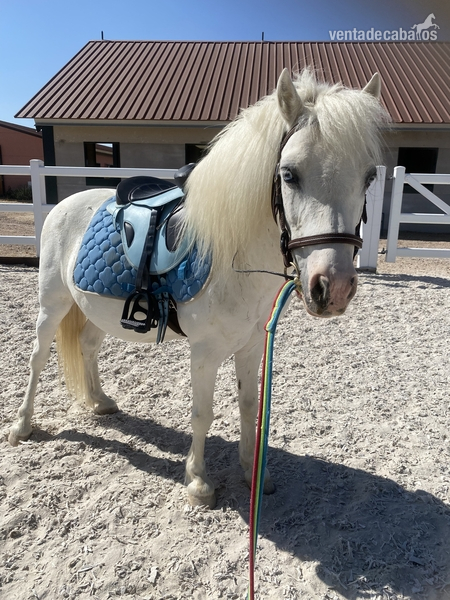Poni Shetland 