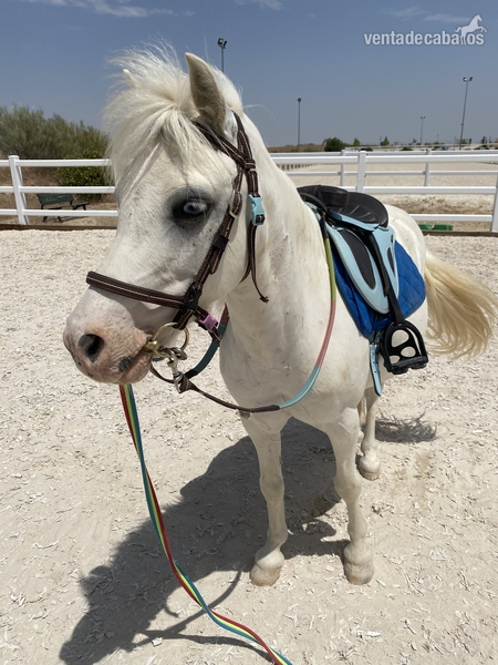 Poni Shetland  {TYPE}