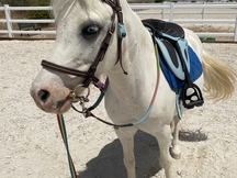 Venta de poni