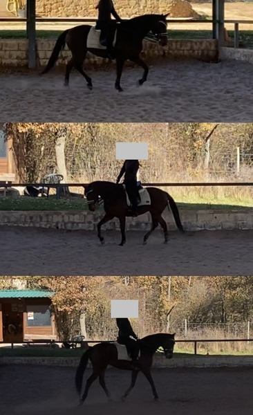Caballo de Deporte Español (CDE)