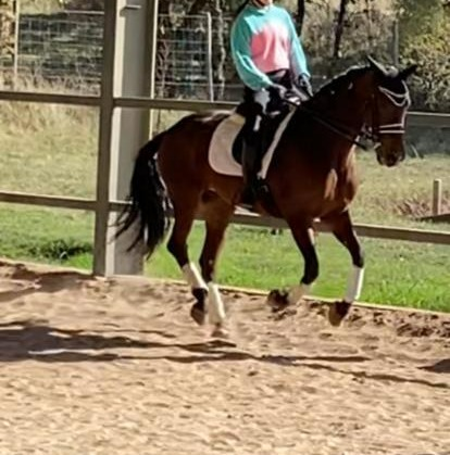 Caballo de Deporte Español (CDE) {TYPE}