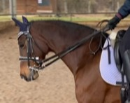 Caballos Pura Raza Española (P.R.E.) Caballo de Deporte Español (CDE) - Se vende yegua CDE para competición.