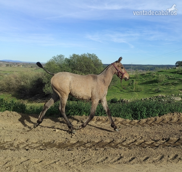 Hispano-Arabe
