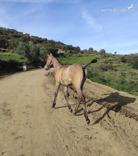 Hispano-Arabe {TYPE}