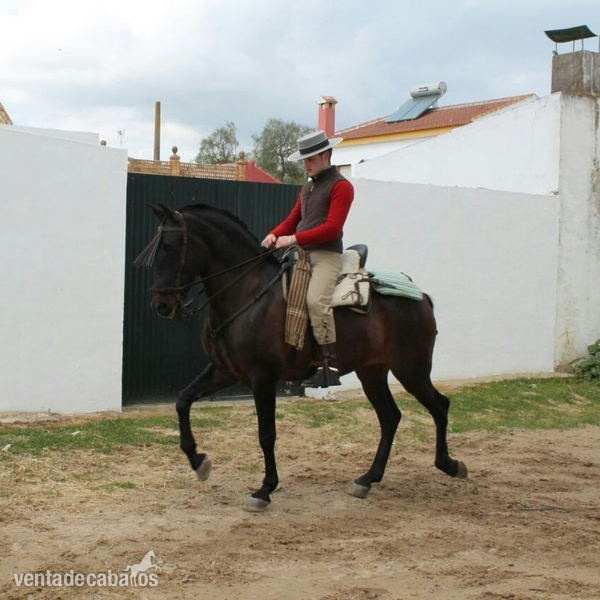 jaca hispano arabe in 