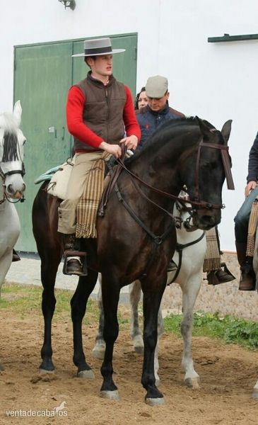 Hispano-Arabe