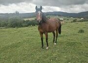 Caballo Angloárabe castaño 5 años
