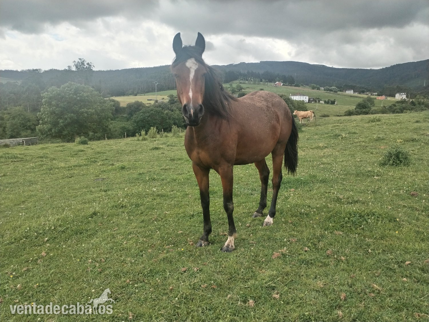 Caballo Angloárabe castaño 5 años in 