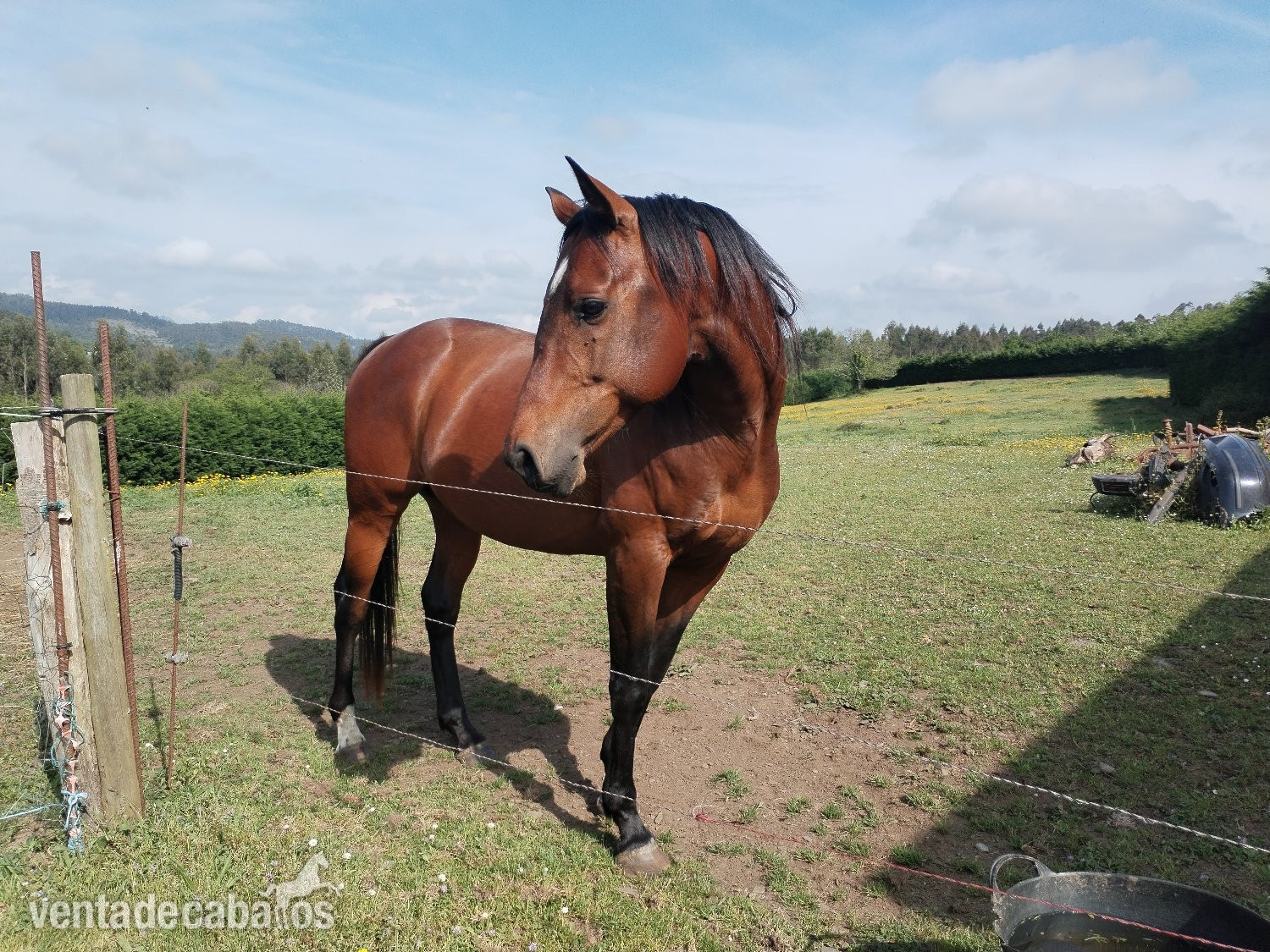 Caballos Enteros EMPTY - Caballo Angloárabe castaño 5 años