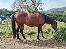 Caballo Angloárabe castaño 5 años