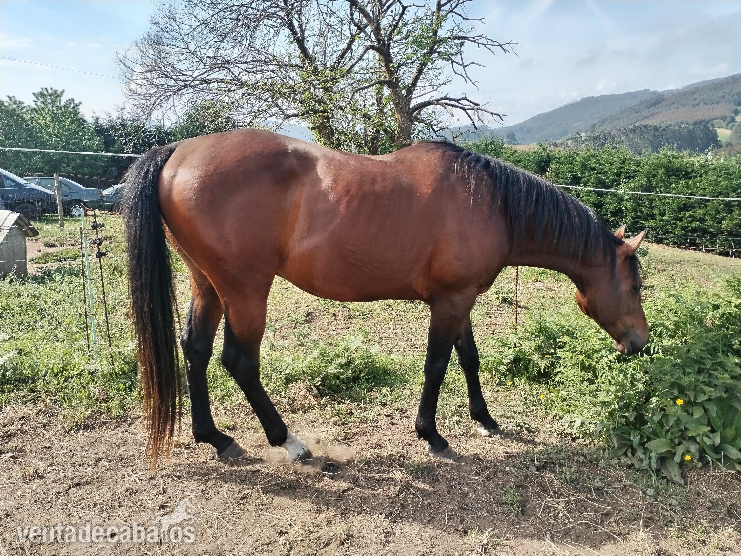 Caballo Angloárabe castaño 5 años - EMPTY