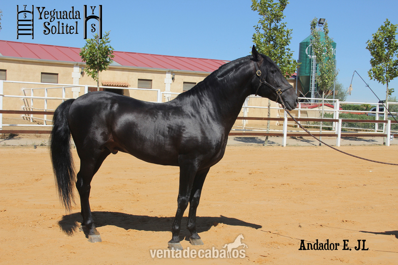 VENTA DE SEMENTAL PRE ANDADOR ESCALERA JF - Caballos Enteros in 