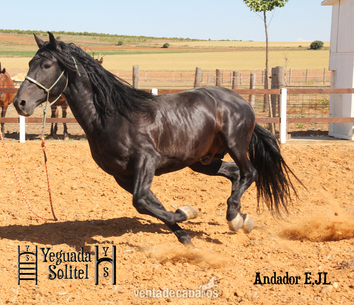 VENTA DE SEMENTAL PRE ANDADOR ESCALERA JF - Caballos Enteros