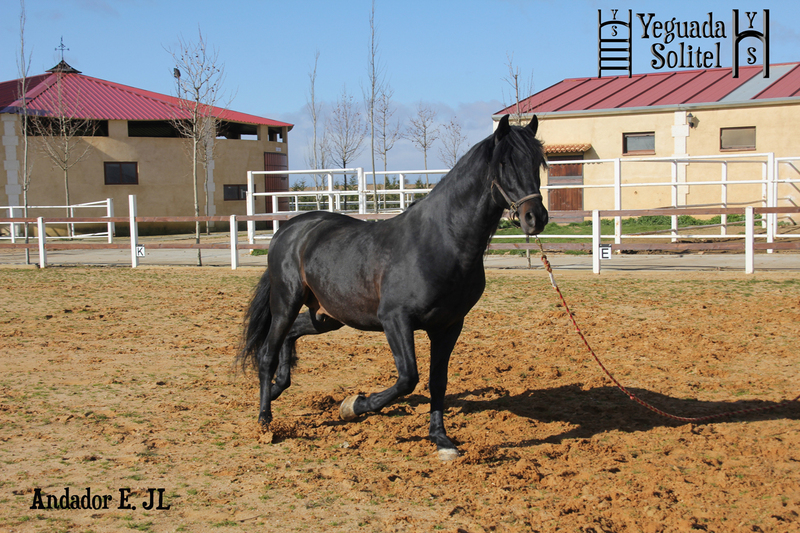 Caballos Enteros - VENTA DE SEMENTAL PRE ANDADOR ESCALERA JF in 