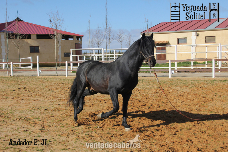 Caballos Enteros - VENTA DE SEMENTAL PRE ANDADOR ESCALERA JF in 