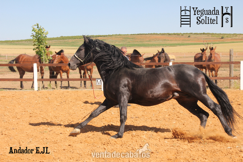 Caballos Enteros - VENTA DE SEMENTAL PRE ANDADOR ESCALERA JF