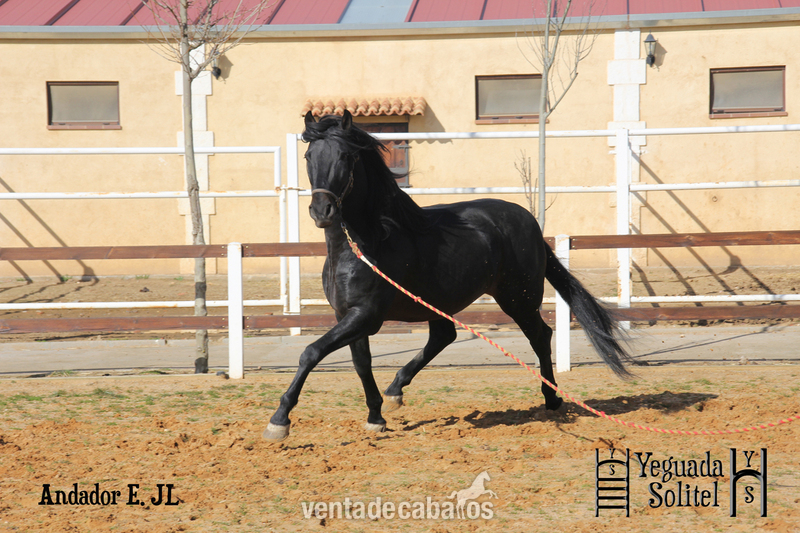 Caballos Enteros Pura Raza Española - VENTA DE SEMENTAL PRE ANDADOR ESCALERA JF
