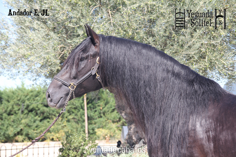 VENTA DE SEMENTAL PRE ANDADOR ESCALERA JF - Caballos Enteros Pura Raza Española