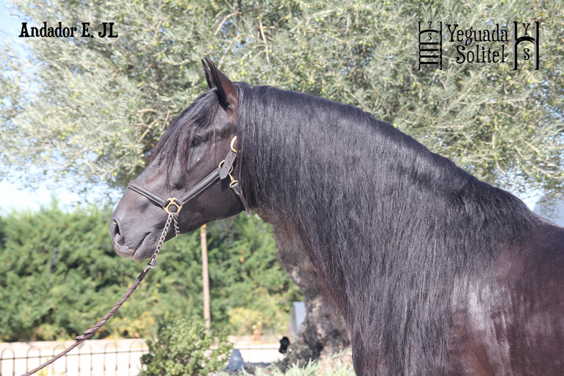 VENTA DE SEMENTAL PRE ANDADOR ESCALERA JF - Caballos Enteros Pura Raza Española