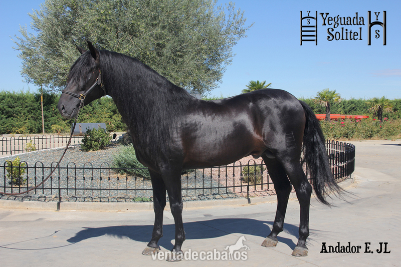VENTA DE SEMENTAL PRE ANDADOR ESCALERA JF - Caballos Enteros