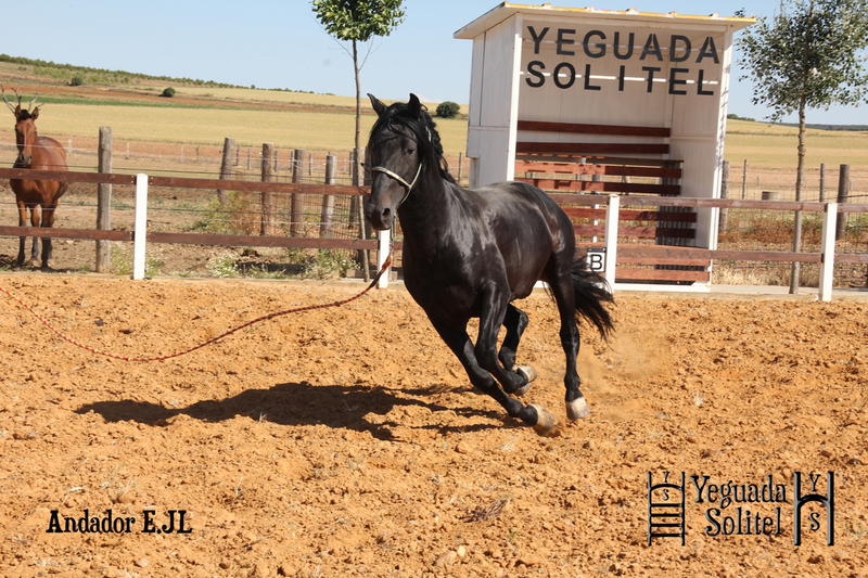  VENTA DE SEMENTAL PRE ANDADOR ESCALERA JF