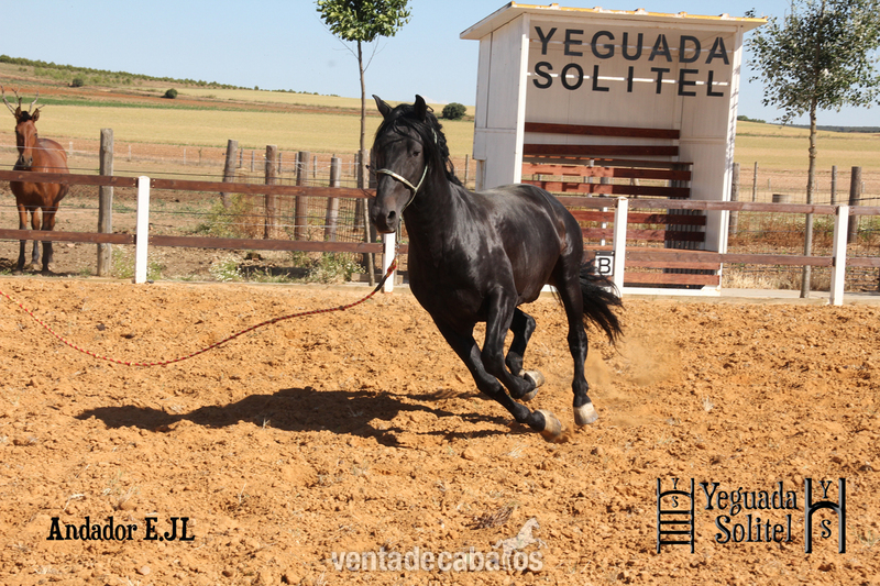  VENTA DE SEMENTAL PRE ANDADOR ESCALERA JF