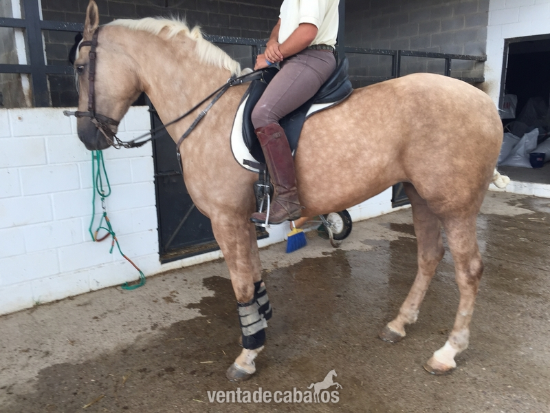 Cruzado {TYPE}