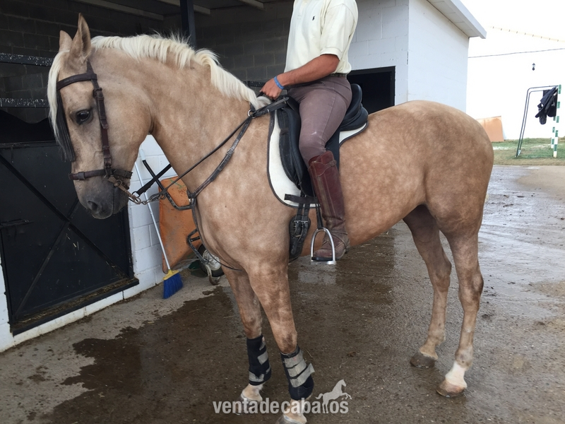 Caballo Hispano Árabe Cruzado - YEGUA PERLA LUSO - ARABE