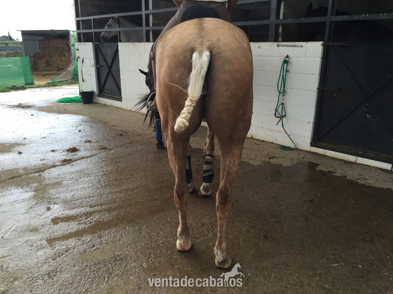 YEGUA PERLA LUSO - ARABE - Caballo Hispano Árabe Cruzado
