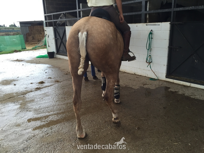YEGUA PERLA LUSO - ARABE - Cruzado
