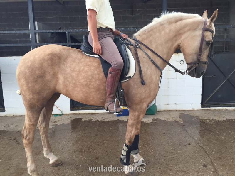 YEGUA PERLA LUSO - ARABE - Caballo Hispano Árabe