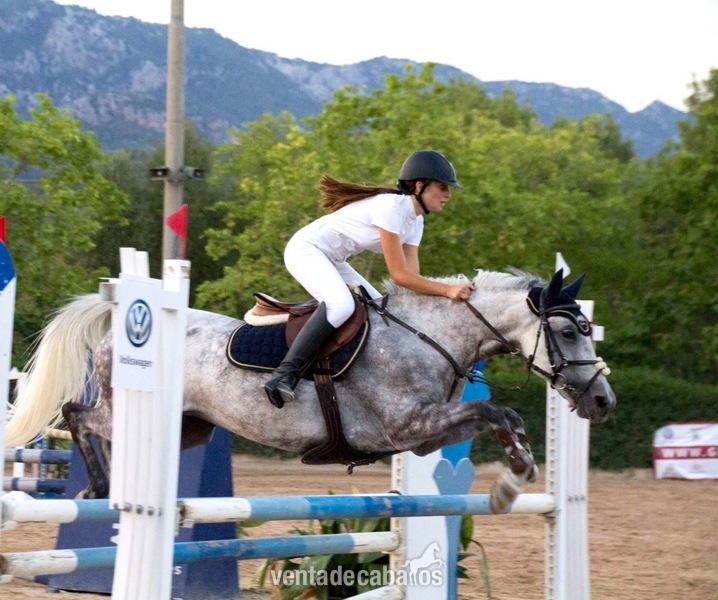 Vendo yegua de salto 1,10 in 