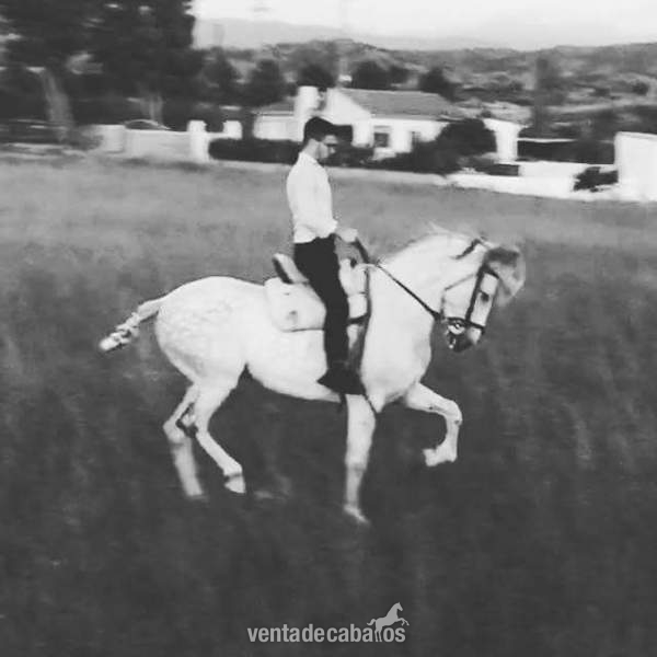 Vendo caballo español in 