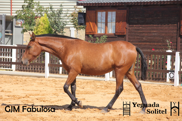 VENTA DE POTRA PRE GJM FABULOSA - Potras in 