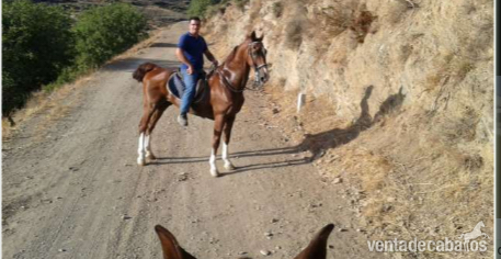 Vendo caballo guapo in 