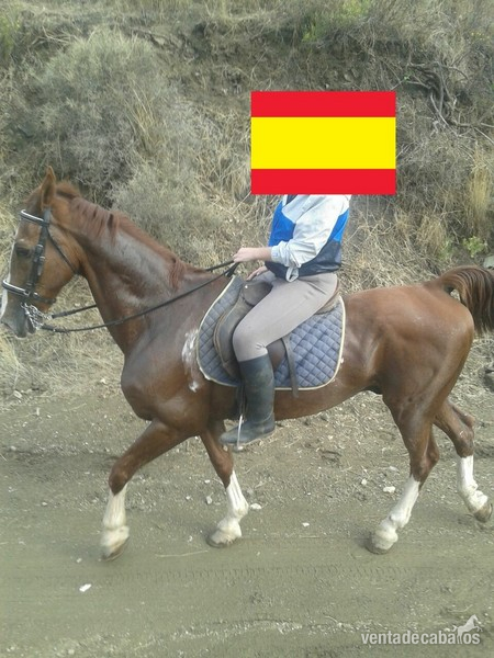 Caballos Capados KWPN - Vendo caballo guapo