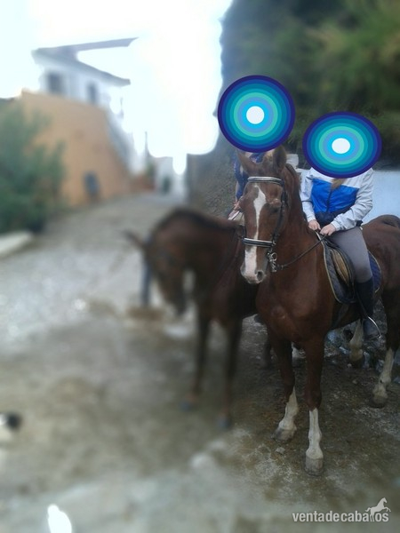 Vendo caballo guapo - Caballos Capados KWPN