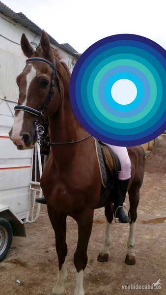 Vendo caballo guapo - KWPN