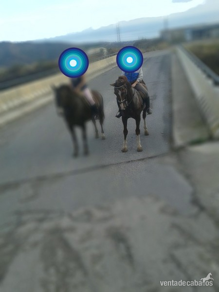 Vendo caballo guapo - Caballos Capados