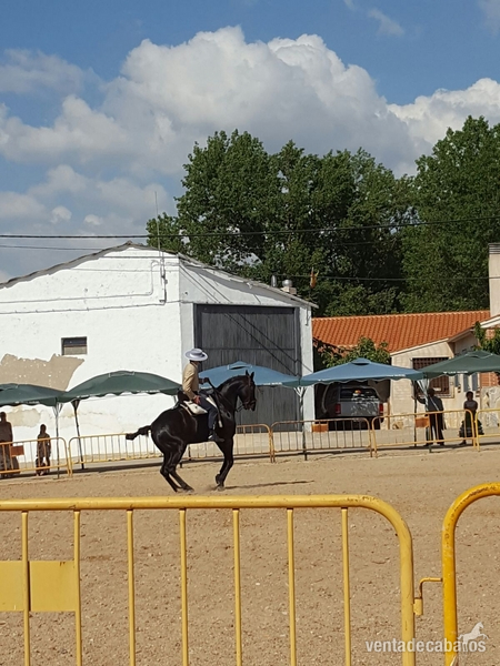 Vendo caballo doma vaquera in 