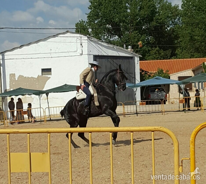 Tres sangres