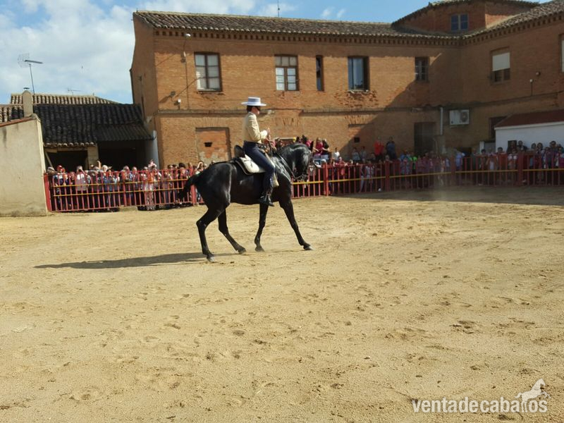 Caballos Capados Tres sangres - Vendo caballo doma vaquera