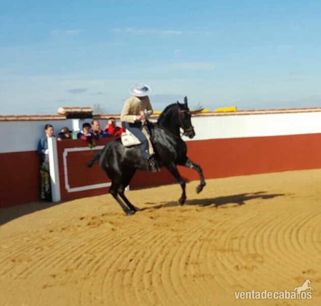 Vendo caballo doma vaquera - Caballos Capados Tres sangres