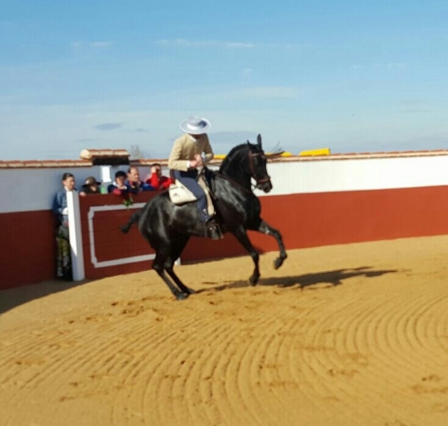 Vendo caballo doma vaquera - Caballos Capados Tres sangres