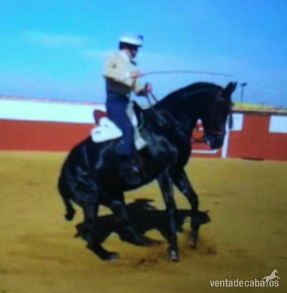 Vendo caballo doma vaquera - Tres sangres