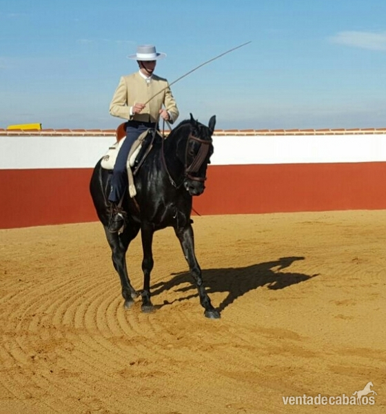 Vendo caballo doma vaquera - Caballos Capados